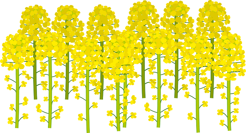 Rapeseed blossoms