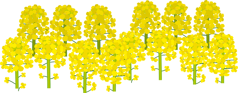 Rapeseed blossoms