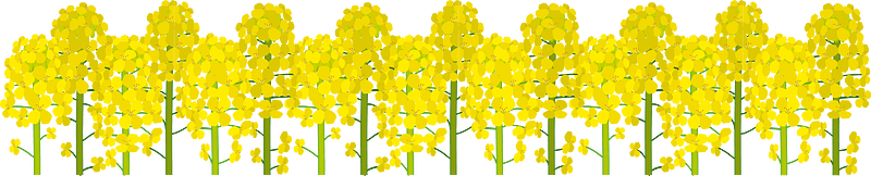 Rapeseed blossoms