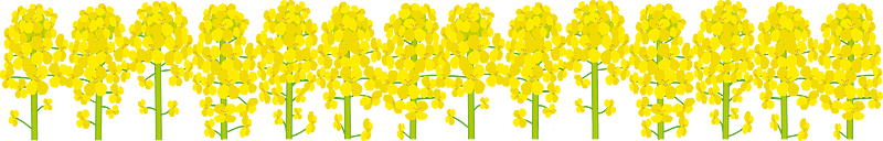 Rapeseed blossoms