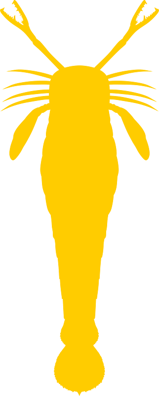 Acutiramus