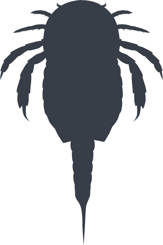 Alkenopterus