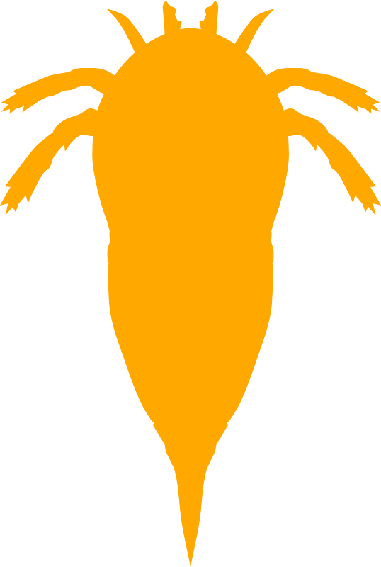 Campylocephalus