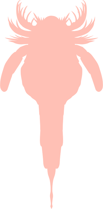 Carcinosoma