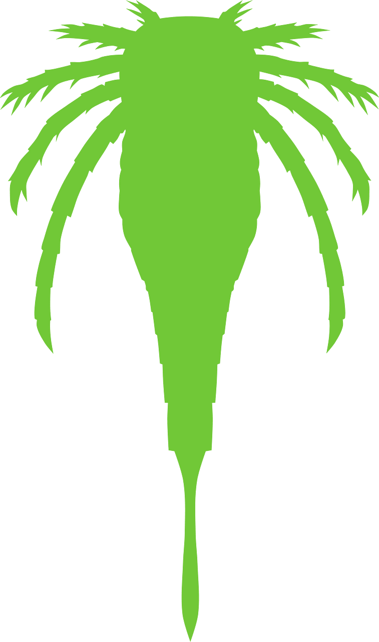 Kokomopterus