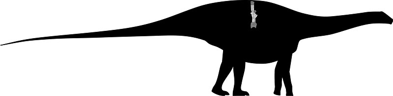 Maraapunisaurus Skeletal