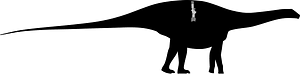 Maraapunisaurus Skeletal