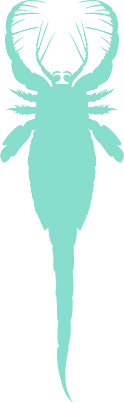 Mixopterus