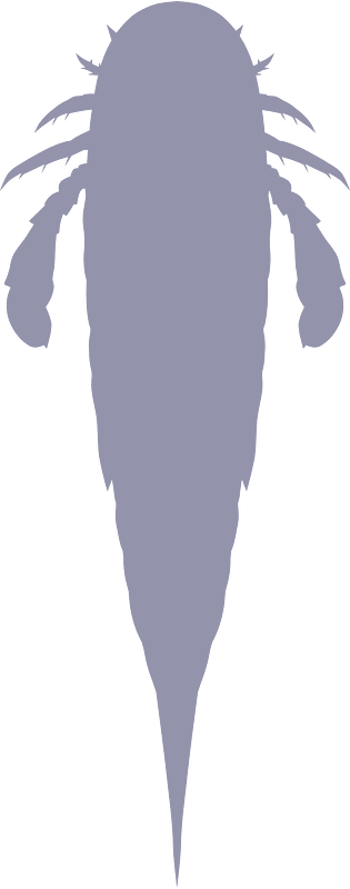 Nanahughmilleria