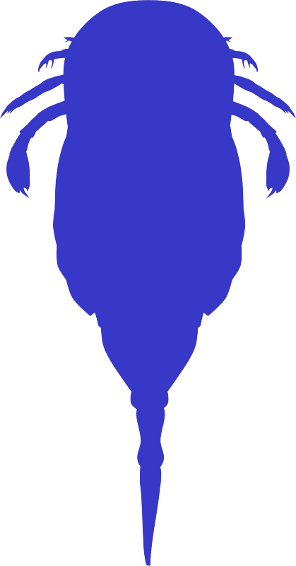 Onychopterellidae