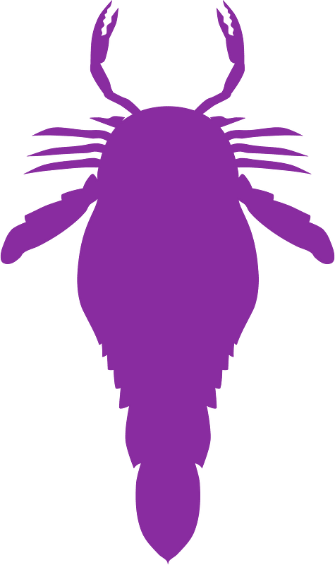 Pterygotidae