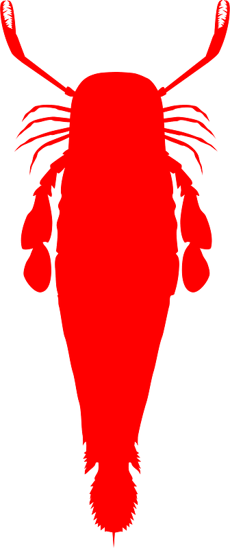 Pterygotidae