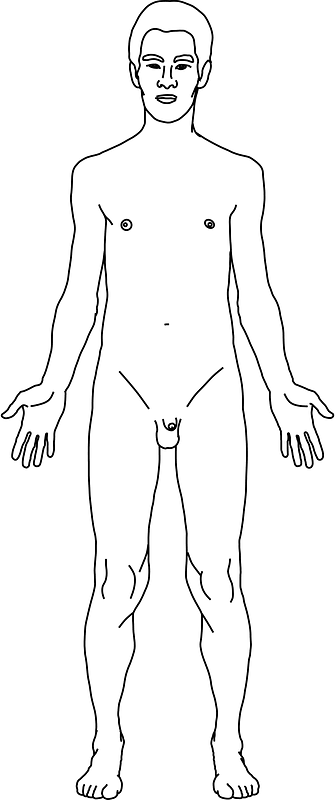 Anterior Naked Man Free Vector Clipart Images On Creazilla Com