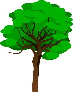 Deciduous tree