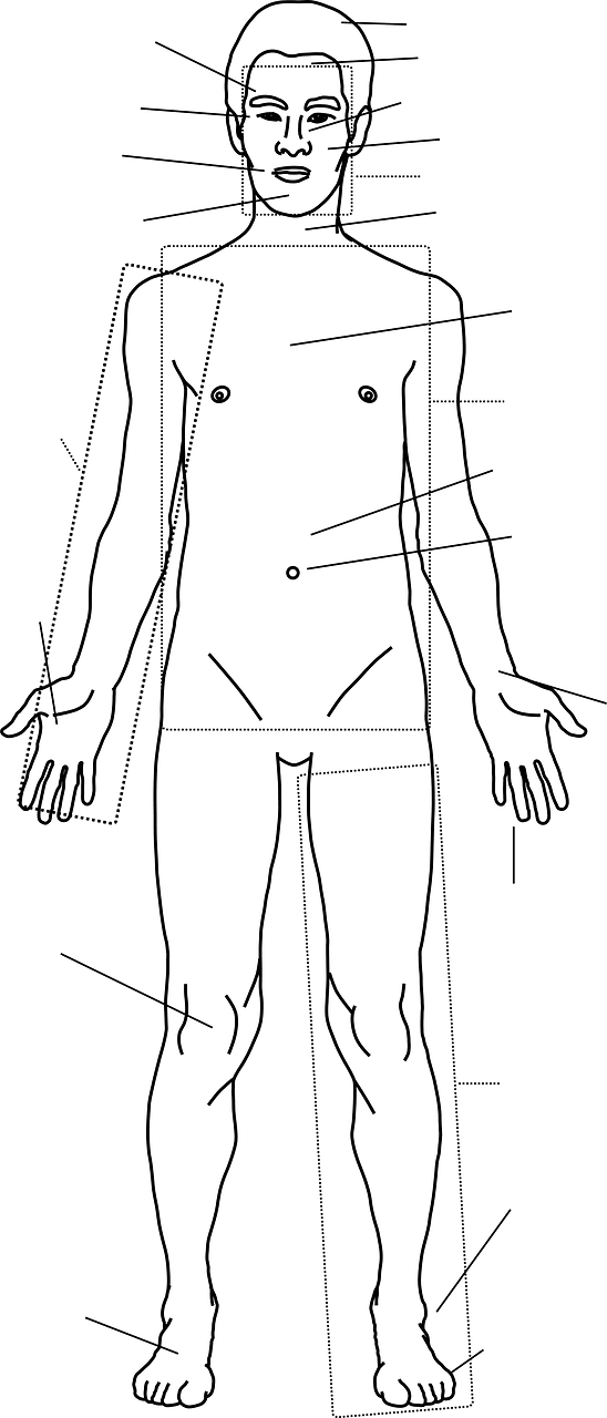 Human body with Blank labels