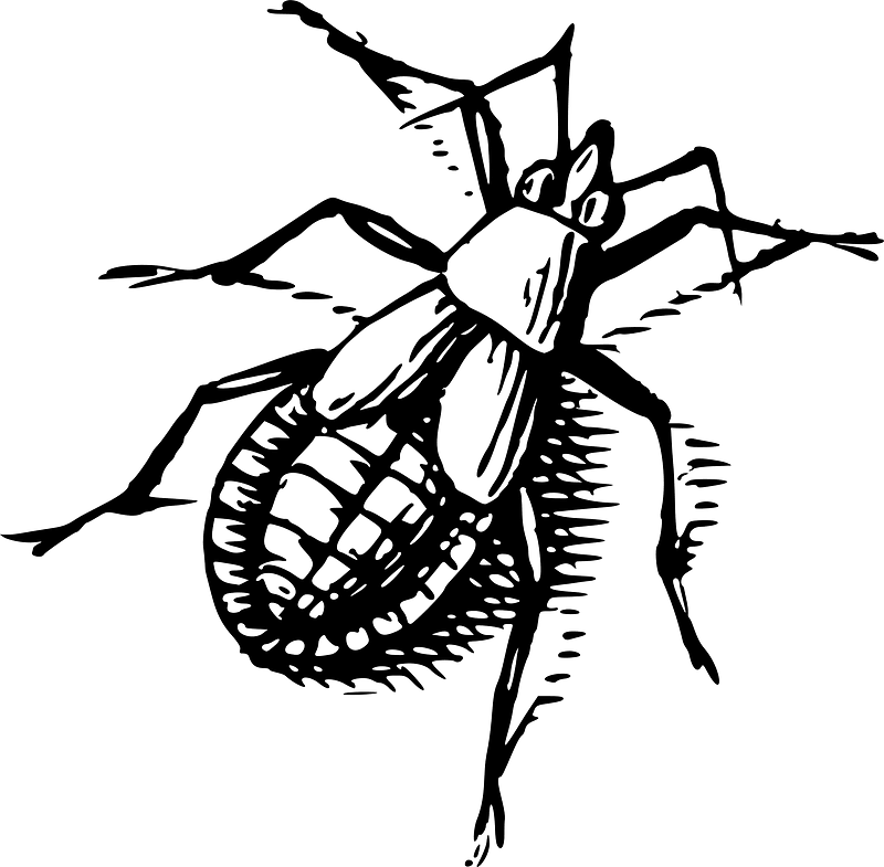 Bug