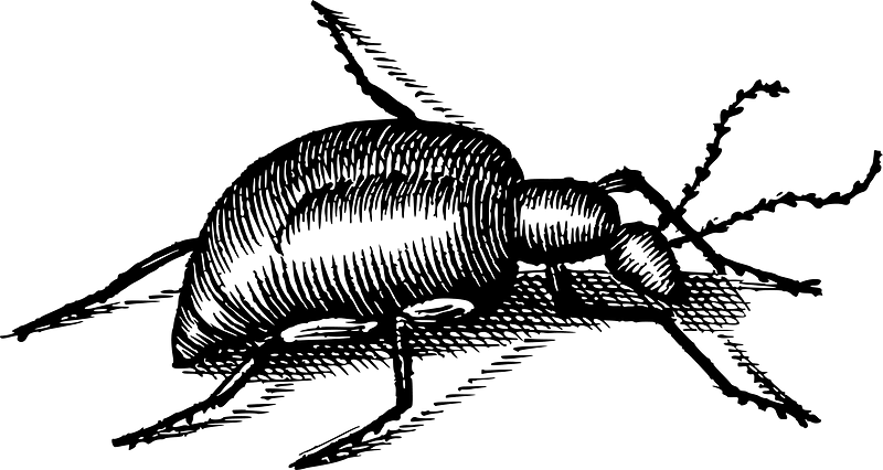 Bug