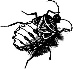 Bug