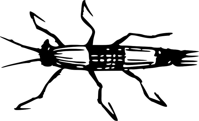 Bug