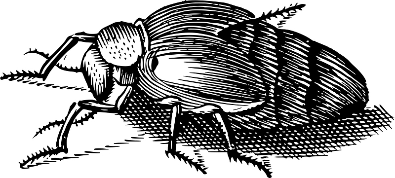 Bug