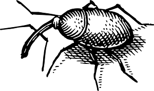 Bug