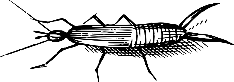 Bug