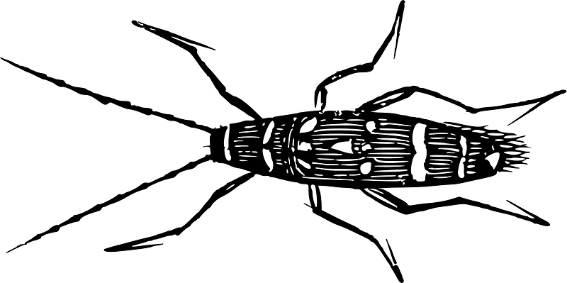 Bug