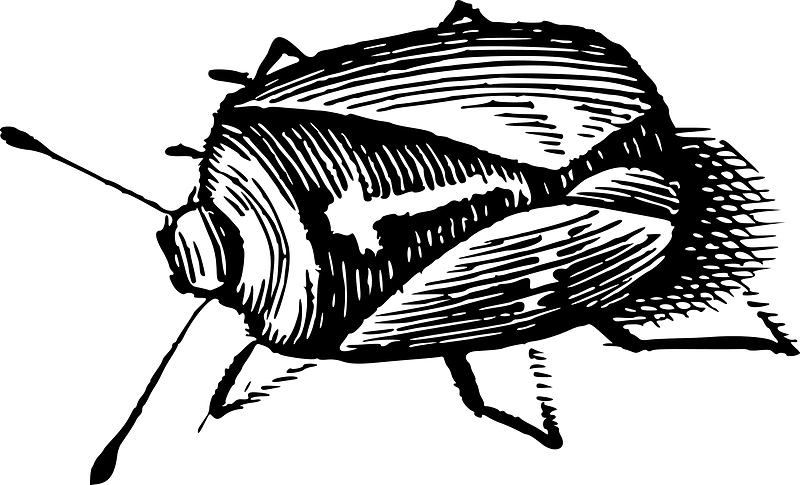 Bug