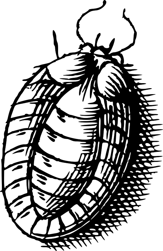 Bug