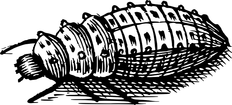 Bug