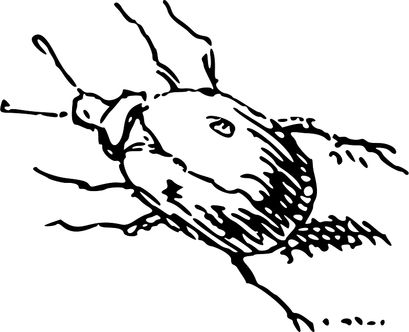 Bug