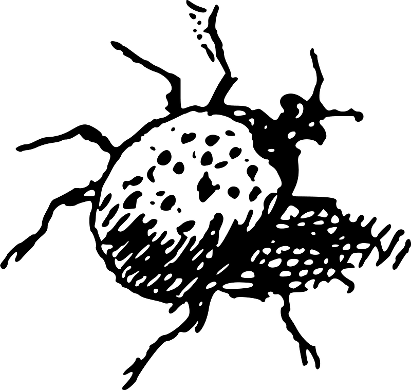 Bug