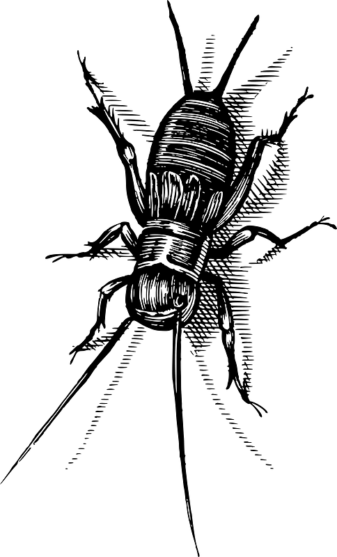 Bug