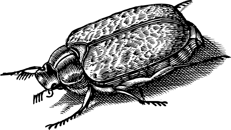 Bug