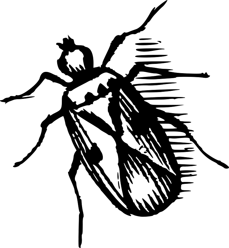 Serangga kecil