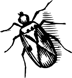 Bug