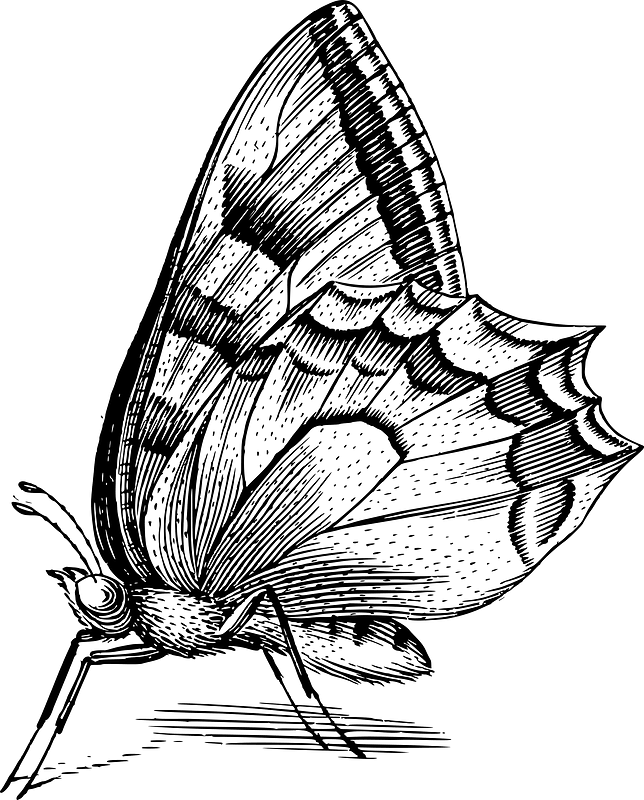 나비