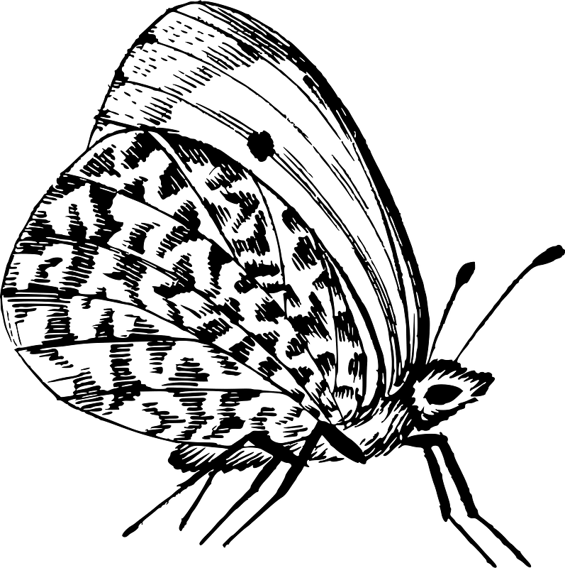 蝴蝶