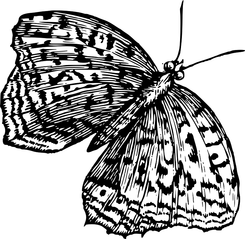 나비