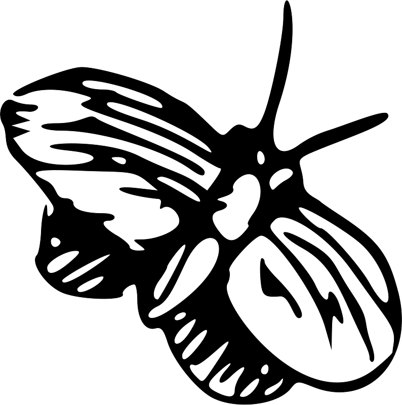蝴蝶