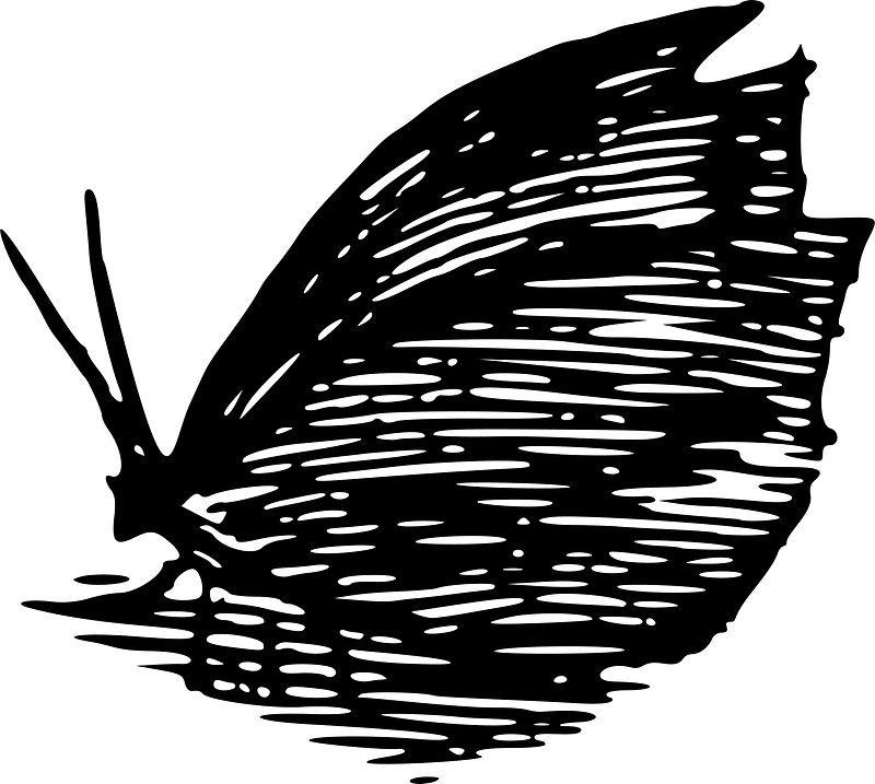 나비