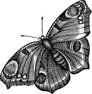 Schmetterling