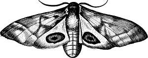 蝴蝶