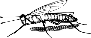 Insect
