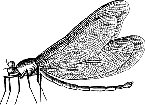 Insect