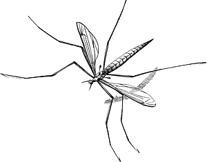 Insect