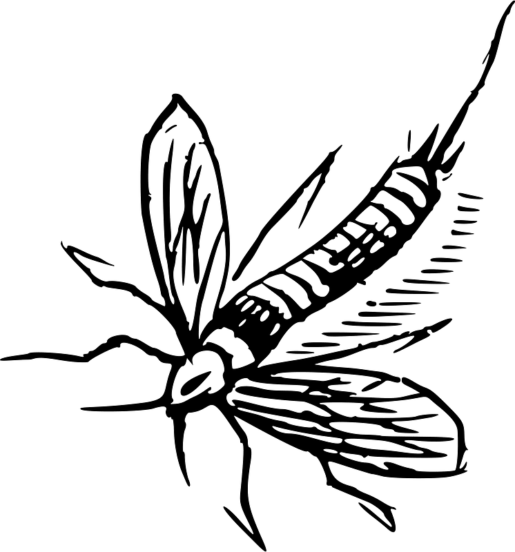 Insecte