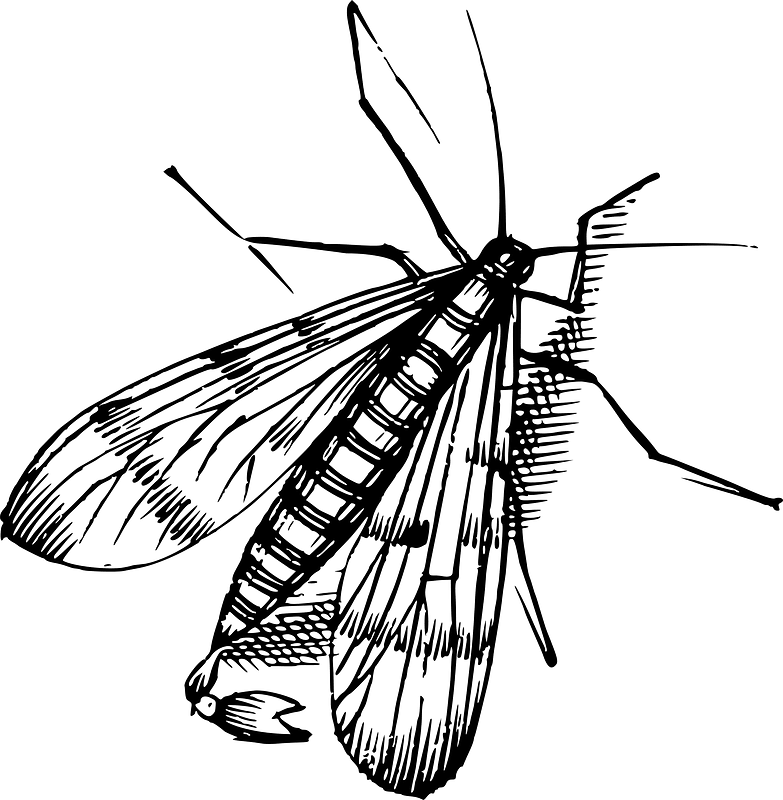 Insect