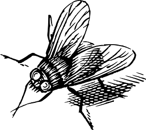 Insect