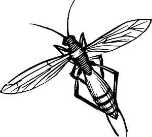 Insect